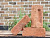 картинка Кирпич ручной формовки RIGHTBRICK «КЛИМТ»
